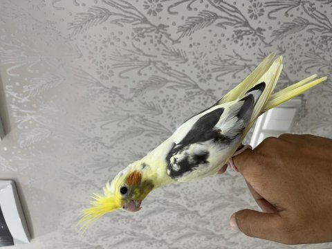 Full evcil ele alışık bilezikli sultan papağanı