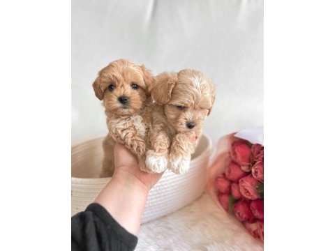 Üst kalite maltipoo bebekler evine gitmeye hazır 