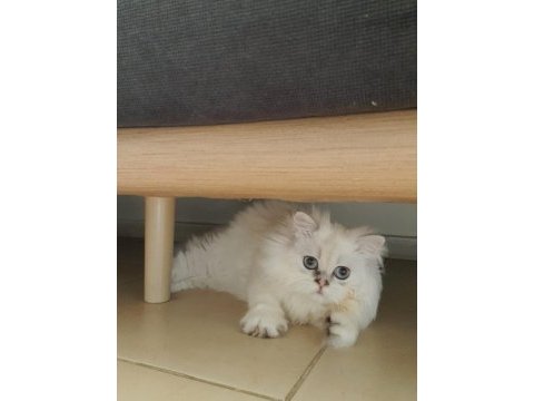Show kalite pofuduk yakışıklı british longhair oğlumuz