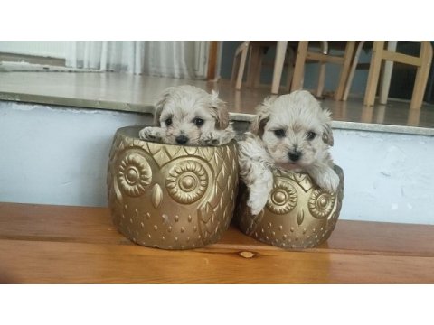 Muhteşem 0 numara maltipoo bebekler