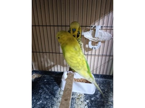 Jumbo hazır takım muhabbet kuşu