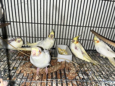 Evcil sultan papağanları ısırmazlar