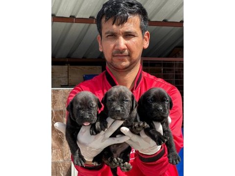 Cane corso yavrular