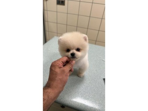 Pomeranian boo bebek köpekler
