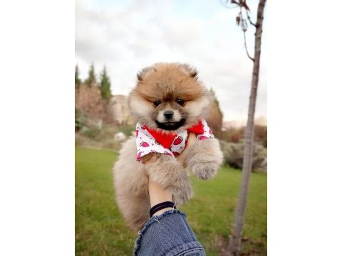 Bu pomeranian yavrular kaçmaz