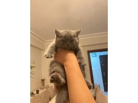 Scottish straıght 2 aylık erkek kedi