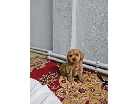 Poodle bal çocuklarım