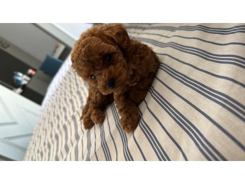 En uygun toy poodle 55 günlük