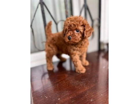 Tr de bu kalite yok kore poodle yavru