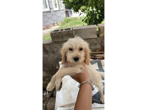 Antalya maltipoo köpekler