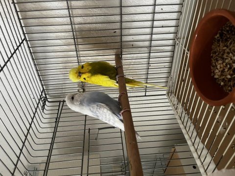 Üretimhane kurmak isteyene hazır çift show jumbo kuşlar