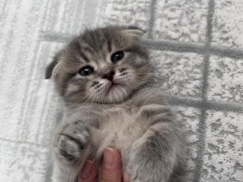 24-25 yaş üstü kişiler yazsın british kedi