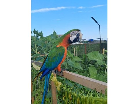 El besleme 11 aylık insan canlısı macaw