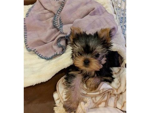 Teacup ev ortamından yorkshire terrier yavrular
