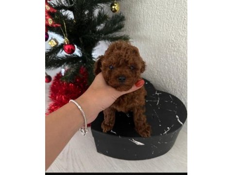 Türkiyenin en elit kore kan red brown toy poodle bebekleri