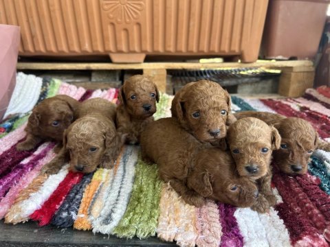 Toy poodle kore kan