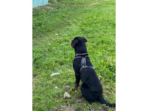Safkan rottweiler