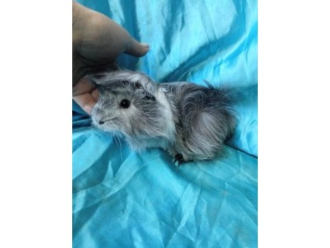 Yeni katılan ginepig yavrularımız