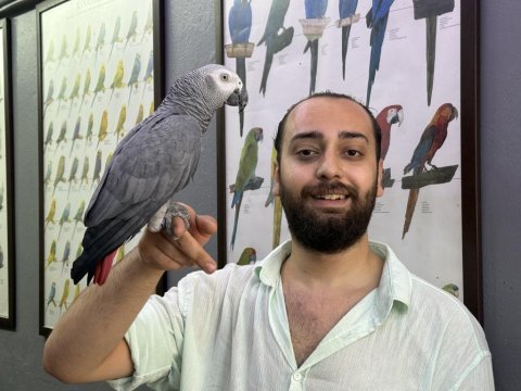 Evcil eğitimli konuşan jako papağanı