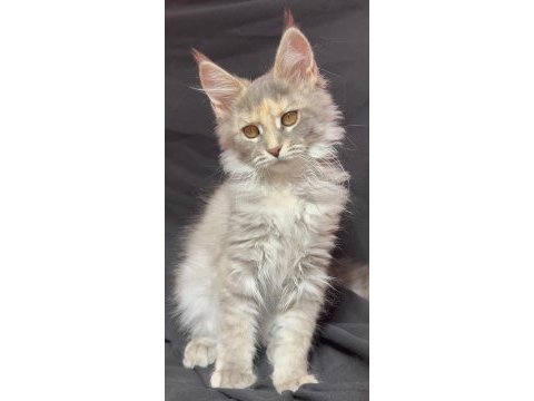 Full şecereli dişi maine coon yavrusu 3 buçuk aylık