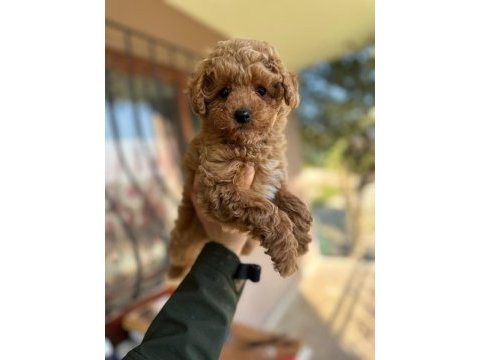 Orjinal toy poodle yavrular