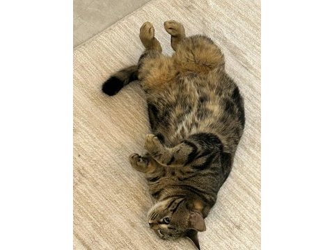 3 yaş tekir mıncır tatlı sağlıklı ve sevecen