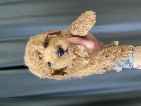 Mini boy maltıpoo oğlumuz