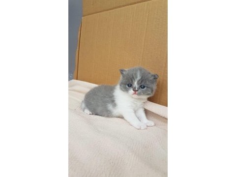 Muhteşem güzellikte scottish fold yavrularımız