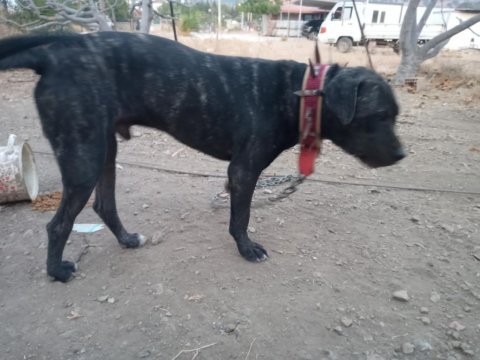 Erkek italyan mastiff (cane corso) 7 aylık safkan
