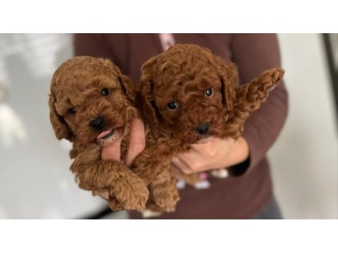 Toy poodle yavruları