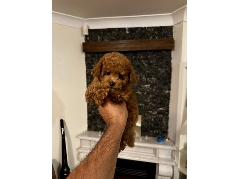 Orjinal toy poodle