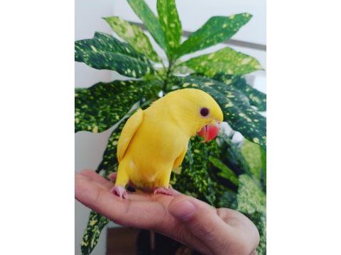 El besleme muhteşem renk bebek pakistan papağanı