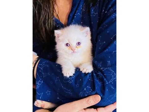 Oyuncu sevecen pamuk şeker british longhair yavrularım
