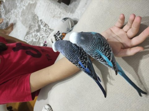 Vasıflı jumbo erkek muhabbet kuşlar