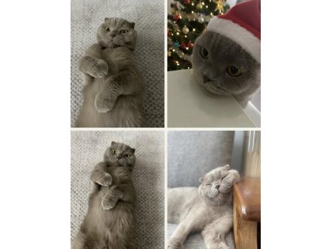 Ömürlük yuva scottish fold için