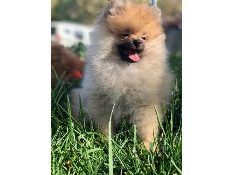 Pofuduk pomeranian köfte hanım