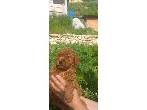 A sınıf cazip fiyata toy poodle