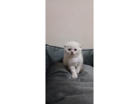 Scottish fold shorthair kedisi