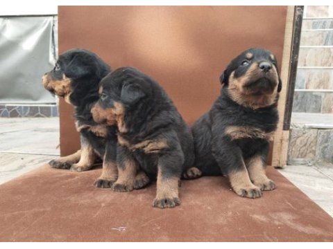A klas kalite rottweiler yavruları