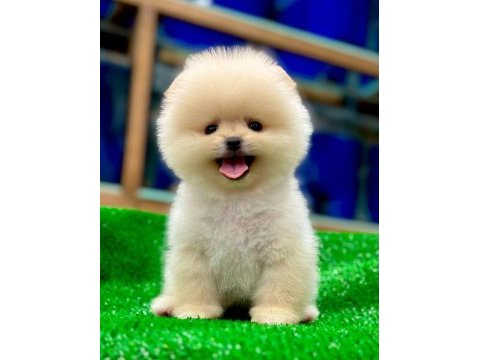 Türkiye’nin en güzeli ayıcık pomeranian boo