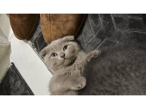 2 aylık ve 1.5 yaşında kedimi sahiplendirmek istiyorum