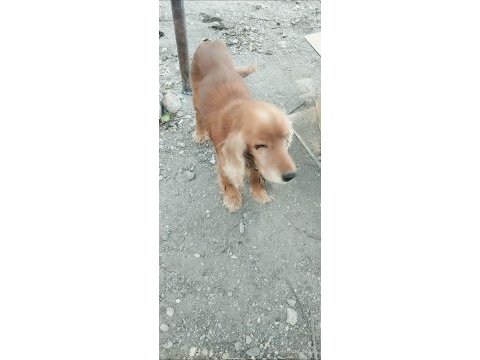 1 yaşında erkek american cocker