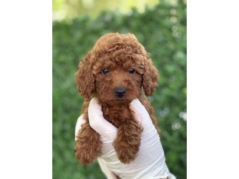 Birbirinden güzel poodle yavruları