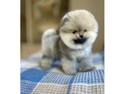 Ayı surat pomeranian boo yavrular