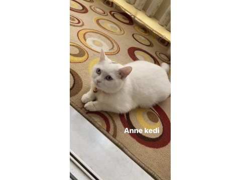 4 aylık aşırı sevecen erkek british shorthair yavru