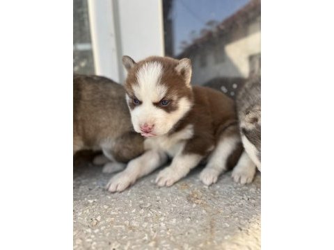 Muhteşem güzellikte husky yavrularımız yeni ailesini arıyor