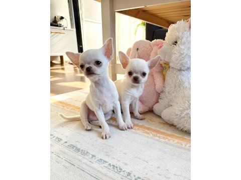 Safkan beyaz erkek chihuahua köpekler