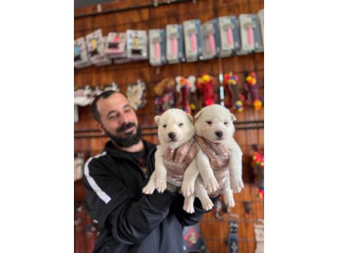 Masmavi gözleriyle husky sibirya kurdu yavrularımız