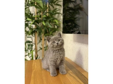 Brıtısh shorthair gri yavrularım 