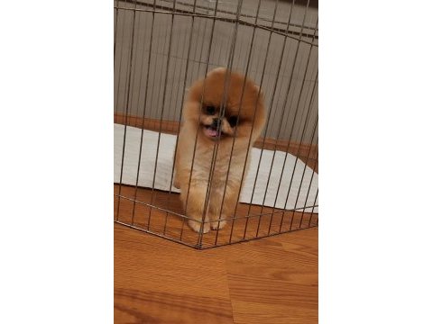 Türkiyenin en güzel pomeranian dişisi